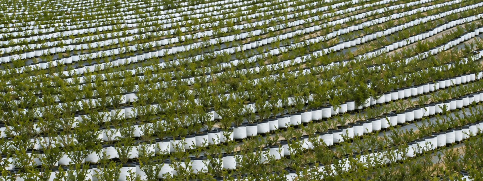 Berries cultivation in coco coir