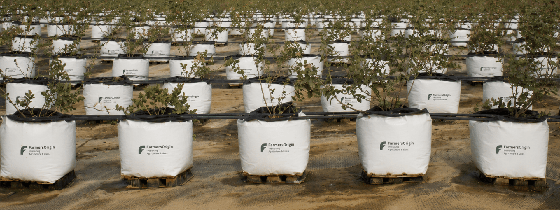 Blueberry cultivation in coco coir