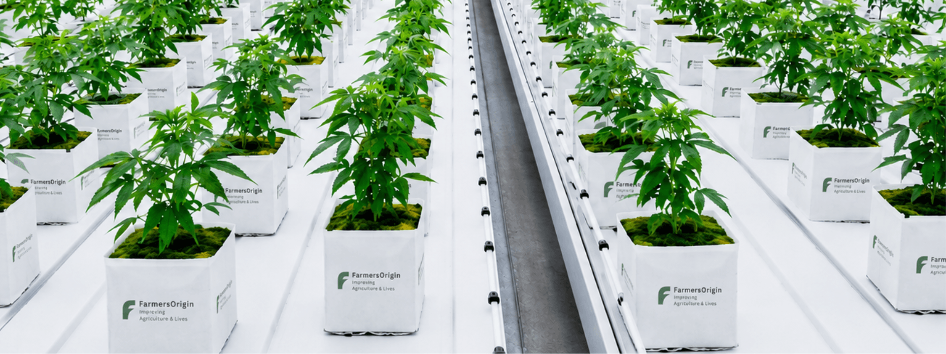 Cannabis cultivation in coco coir