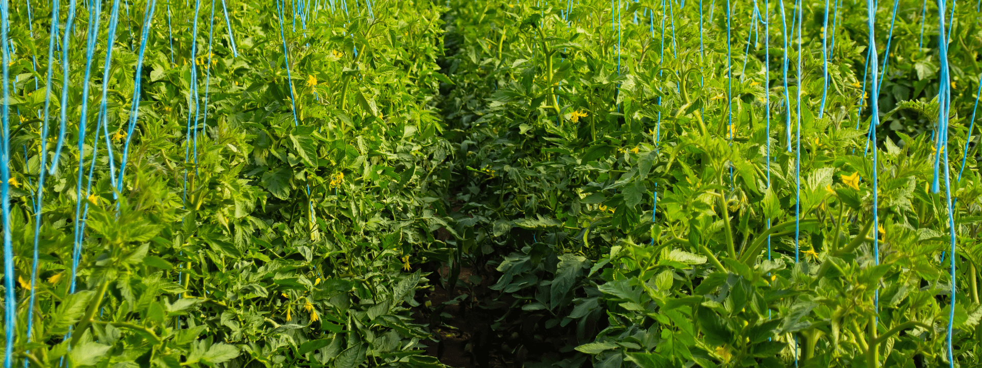 Cucumber cultivation in coco coir