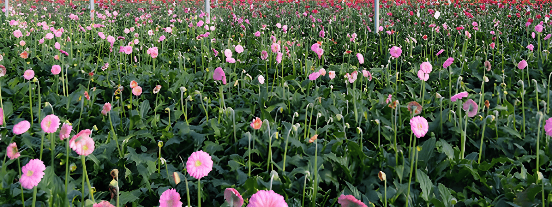 Cut Flowers cultivation in coco coir