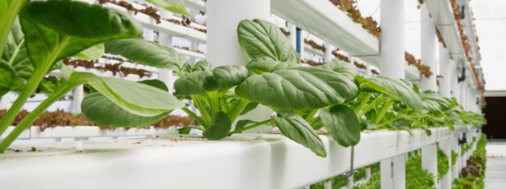 Hydroponic coco coir growing system