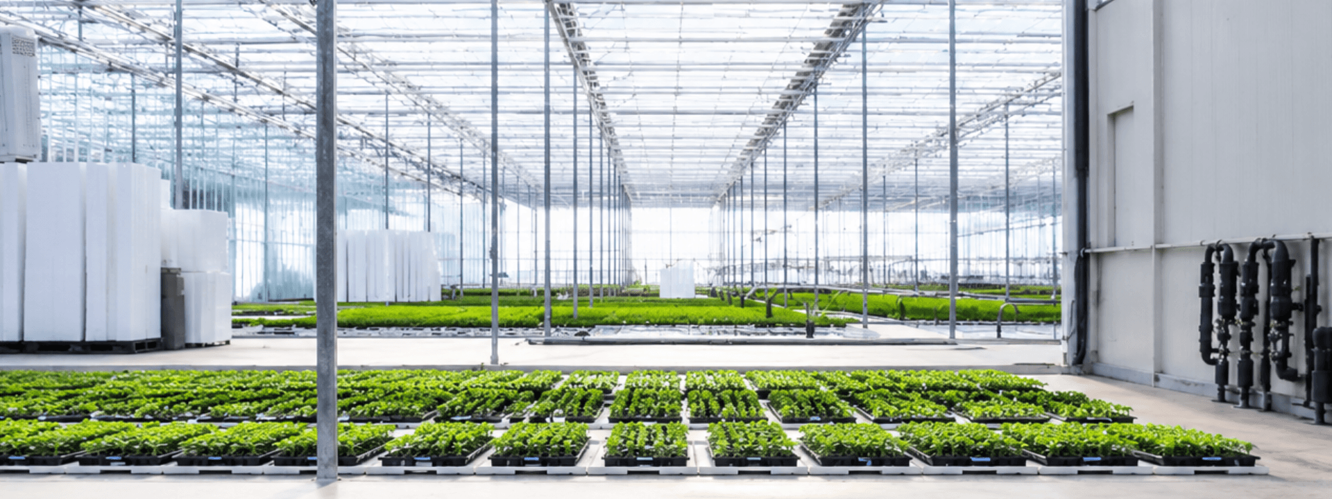 Nursery and propagation in coco coir