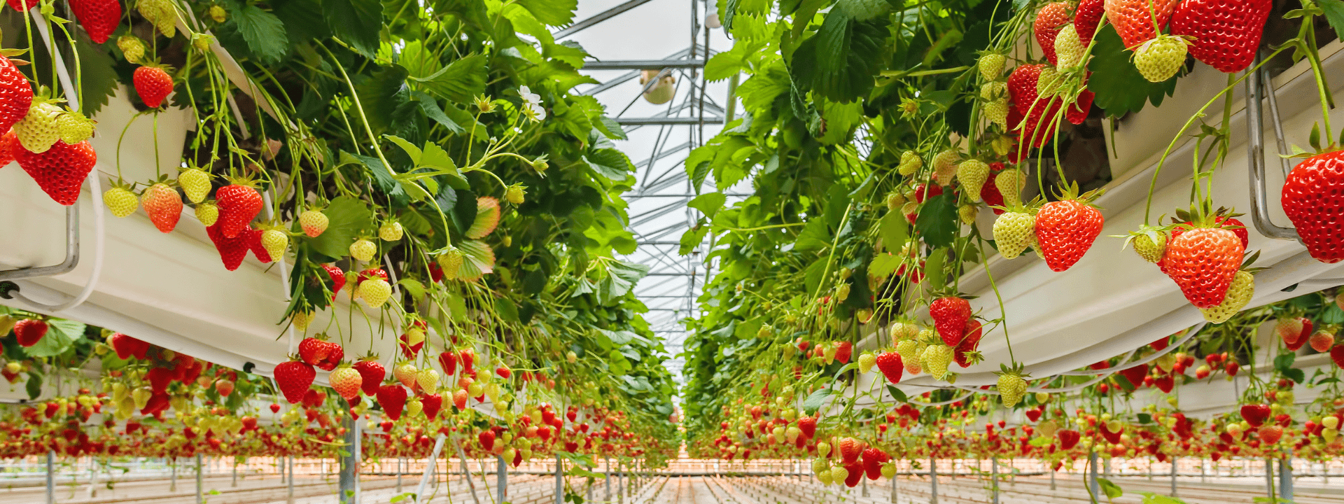 Strawberry cultivation in coco coir