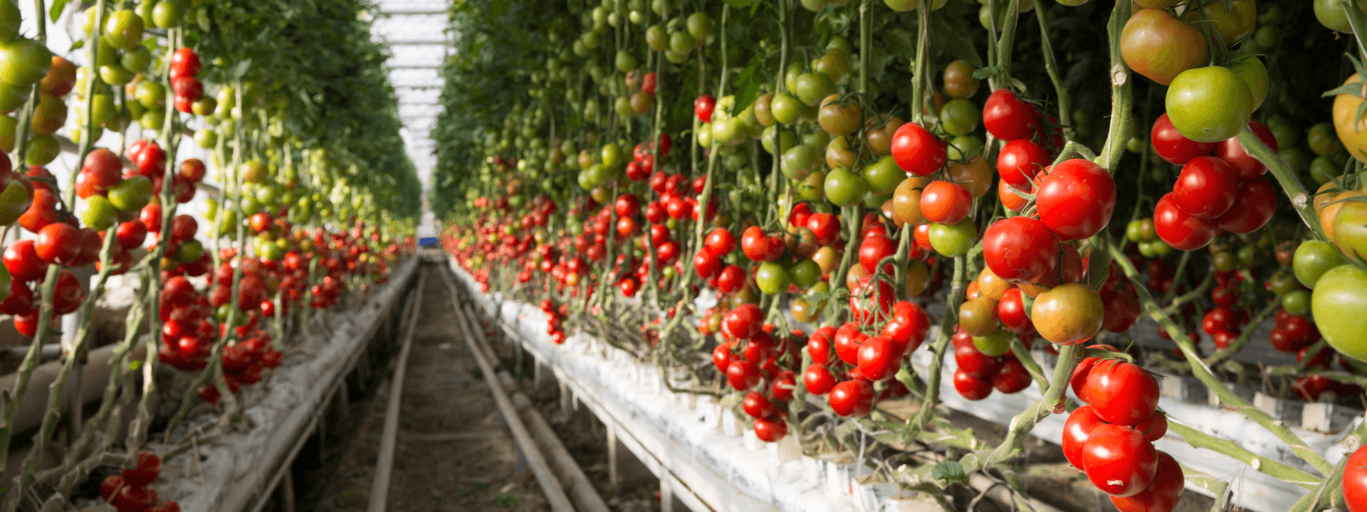 Tomato cultivation in coco coir