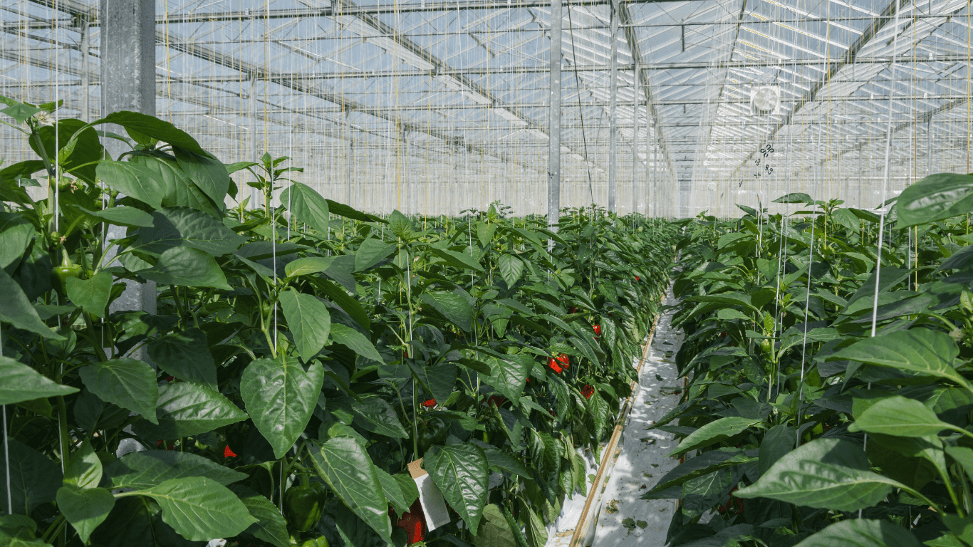 Performance engineered coco coir growing media by FarmersOrigin